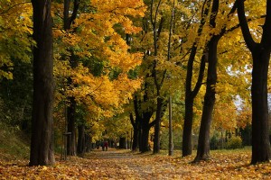 800px-Waszyngton_Av,_autumn,_Krakow,_Poland