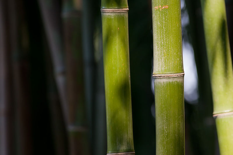 3. Właściwa mowa czyli co powiedział Zrealizowany w Bambusowym Gaju w Sanktuarium Wiewiórek
